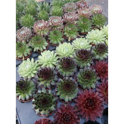 Sempervivum w doniczce p6