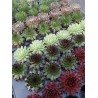 Sempervivum w doniczce p6