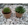 Sempervivum w doniczce p6 owiniętej sznurkiem jutowym