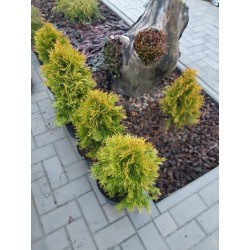 Thuja occidentalis Golden Smaragd  'Janed Gold' PBR