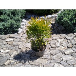 Thuja occidentalis Golden Smaragd  'Janed Gold' PBR