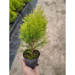 Thuja occidentalis Golden Smaragd  'Janed Gold' PBR