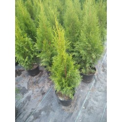 Thuja occidentalis 'Smaragd'