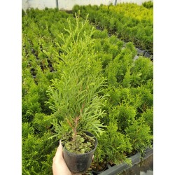 Thuja occidentalis 'Smaragd'