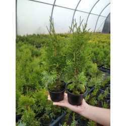 Thuja occidentalis 'Smaragd'