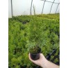 Thuja occidentalis 'Smaragd'