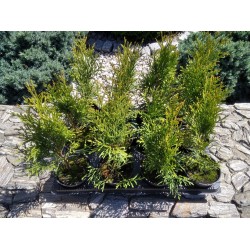 Thuja occidentalis 'Smaragd'