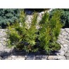 Thuja occidentalis 'Smaragd'