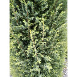 Juniperus communis 'Gold Cone'