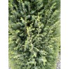 Juniperus communis 'Gold Cone'