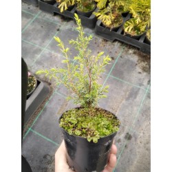 Juniperus communis 'Gold Cone'