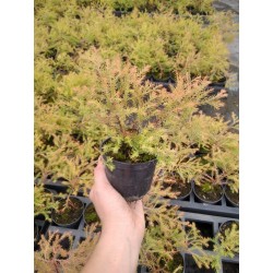 Thuja occidentalis 'Rheingold'