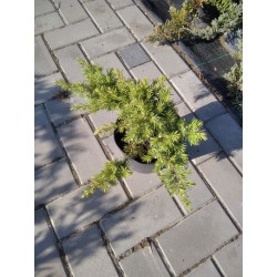 Juniperus conferta 'Schlager'