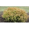 Thuja occidentalis 'Golden Tuffet'