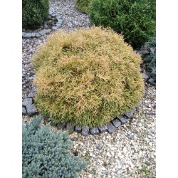 Thuja occidentalis 'Golden Tuffet'