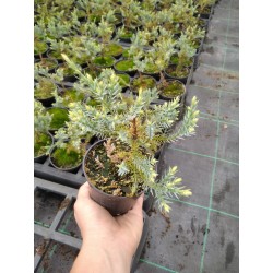 Juniperus squamata 'Holger'