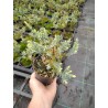 Juniperus squamata 'Holger'