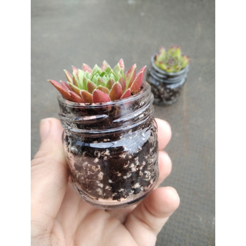 Od 20-30 szt. Sempervivum w mini słoiczku z kamyczkiem