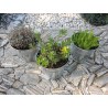 Mix Sedum 9 odmian fi 8,5 cm z wiadereczkiem