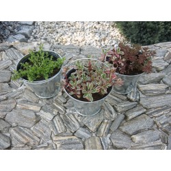 Mix Sedum 9 odmian fi 8,5 cm z wiadereczkiem