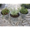 Mix Sedum 9 odmian fi 8,5 cm z wiadereczkiem