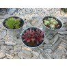 Mix Sempervivum 9 odmian fi 8,5 cm z wiadereczkiem