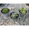 Mix Sempervivum 9 odmian fi 8,5 cm z wiadereczkiem