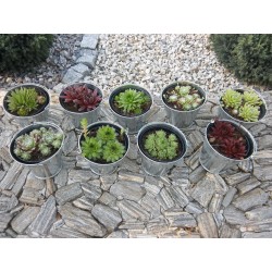 Mix Sempervivum 9 odmian fi 8,5 cm z wiadereczkiem