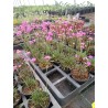 Armeria maritima Rubrifolia Zawciąg Nadmorski