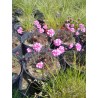 Armeria maritima Rubrifolia Zawciąg Nadmorski