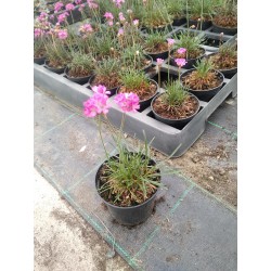 Armeria maritima Rubrifolia...