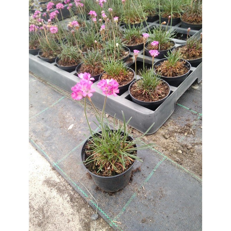 Armeria maritima Rubrifolia Zawciąg Nadmorski