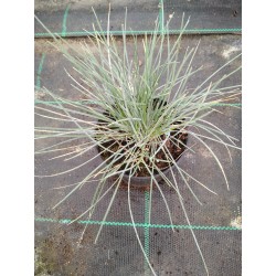 Kostrzewa sina - Festuca glauca