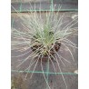 Kostrzewa sina - Festuca glauca