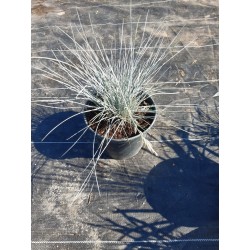 Kostrzewa sina - Festuca glauca