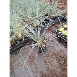 Kostrzewa sina - Festuca glauca