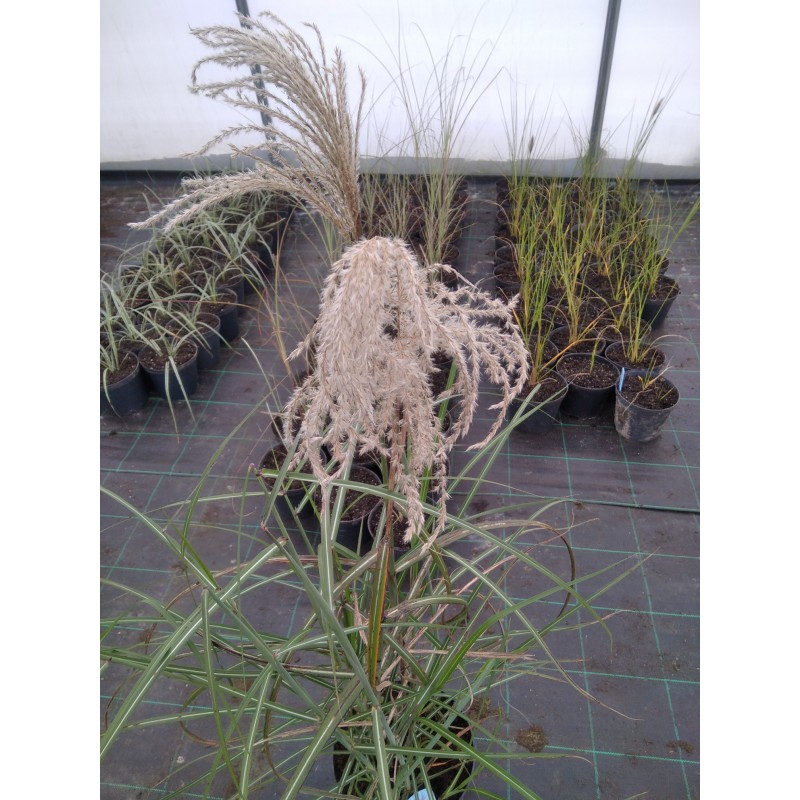 Miskant chiński 'Malepartus' Miscanthus sinensis