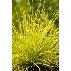 Festuca Glauca Golden...