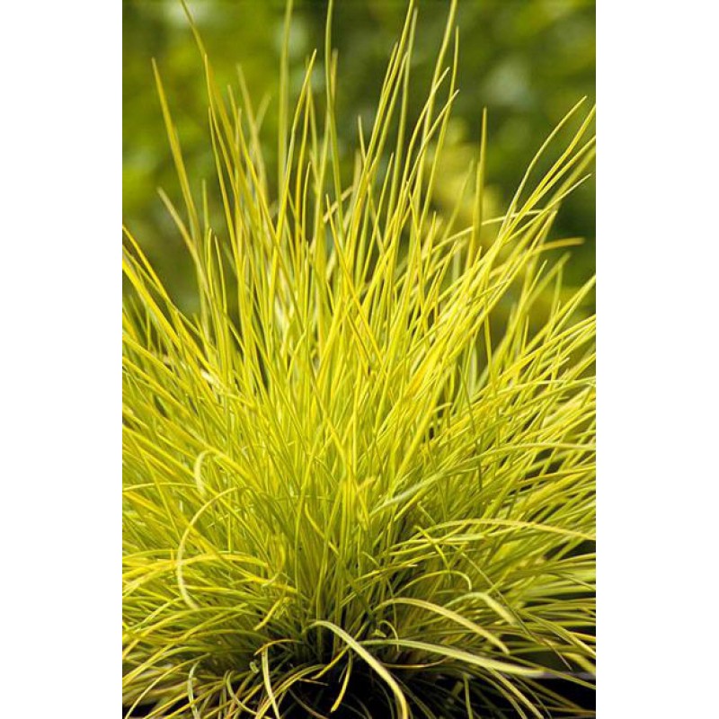 Festuca Glauca Golden Toupee Kostrzewa