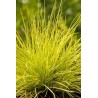 Festuca Glauca Golden Toupee Kostrzewa