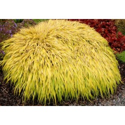 Hakonechloa macra All Gold...