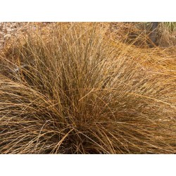 Carex Comans Bronze...