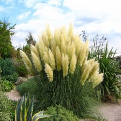 Cortaderia selloana...