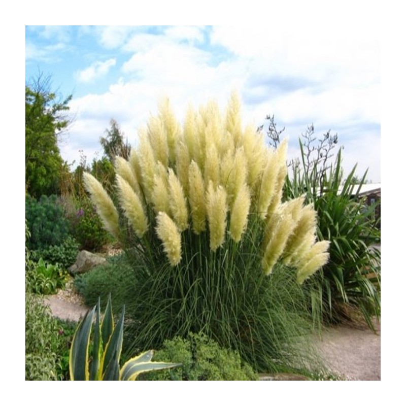 Cortaderia selloana Sunningdale Silver - Trawa pampasowa