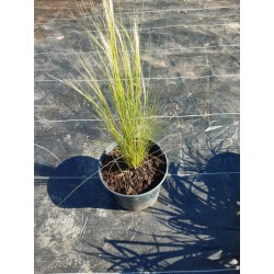 Ostnica mocna 'Pony Tails' Stipa Tennuissima