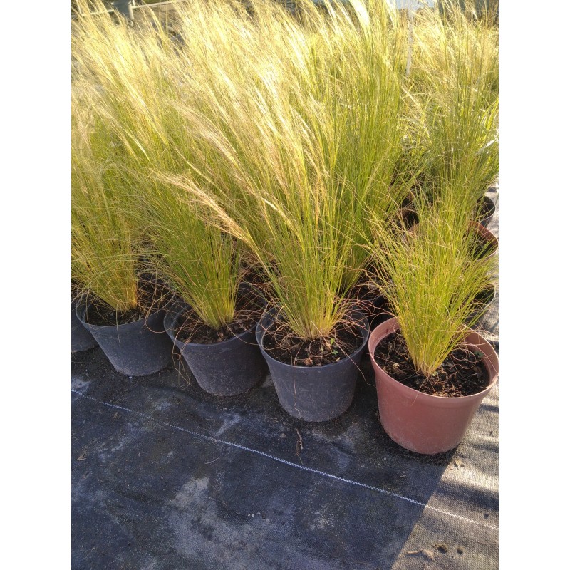 Ostnica mocna 'Pony Tails' Stipa Tennuissima