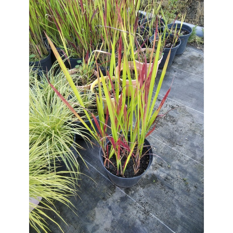 Imperata cylindryczna 'Red Baron'