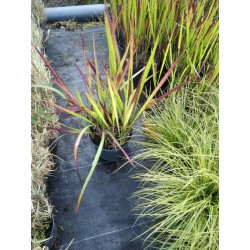 Imperata cylindryczna 'Red Baron'