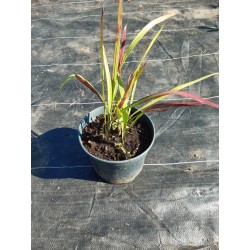 Imperata cylindryczna 'Red Baron'