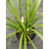 Liriope szafirkowe 'Monroe White' Liriope muscari